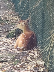 Cervini