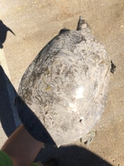 Apalone spinifera guadalupensis