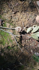 Dryocosmus asymmetricus