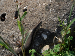 Heremites vittatus