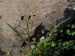 Heremites vittatus