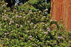 Ceanothus pinetorum