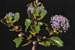 Ceanothus pinetorum