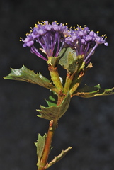 Ceanothus pinetorum