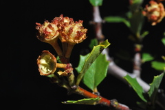 Ceanothus pinetorum