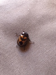 Oryctomorphus bimaculatus