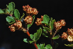Ceanothus pinetorum