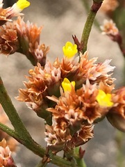 Limonium australe