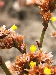 Limonium australe