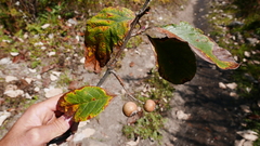 Griffitharia vestita