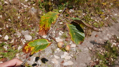 Griffitharia vestita