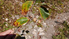 Griffitharia vestita