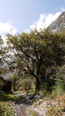 Griffitharia vestita