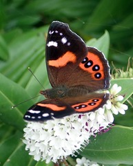 Vanessa gonerilla ida