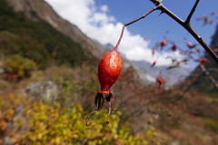 Rosa webbiana