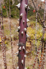 Rosa webbiana