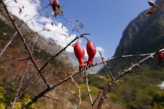 Rosa webbiana