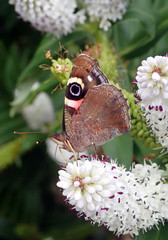 Vanessa gonerilla ida