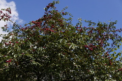 Cotoneaster frigidus