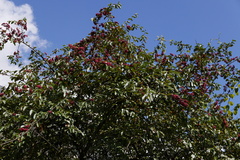 Cotoneaster frigidus