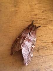 Ormiscodes cinnamomea