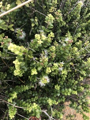 Metrosideros perforata