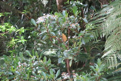 Brachyglottis kirkii