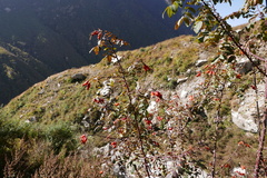 Rosa webbiana
