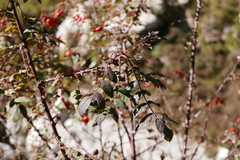 Rosa webbiana