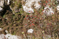 Rosa webbiana