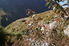 Rosa webbiana