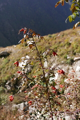 Rosa webbiana