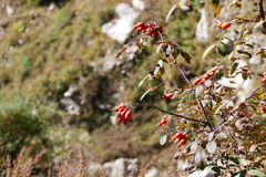 Rosa webbiana