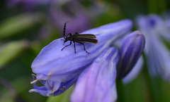 Pseudolycus marginatus