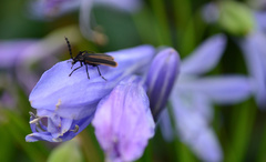 Pseudolycus marginatus