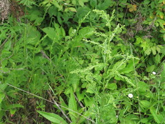 Artemisia manshurica