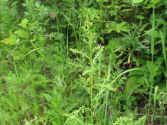 Artemisia manshurica