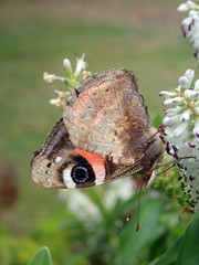 Vanessa gonerilla ida