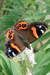 Vanessa gonerilla ida