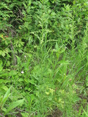 Artemisia manshurica