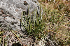 Ephedra gerardiana