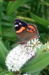 Vanessa gonerilla ida