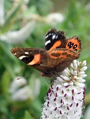 Vanessa gonerilla ida