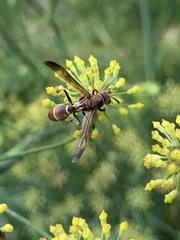Polistes