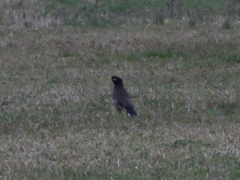 Acridotheres tristis