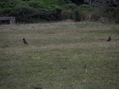 Acridotheres tristis