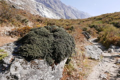 Cotoneaster microphyllus