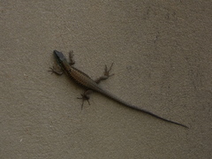 Phoenicolacerta laevis