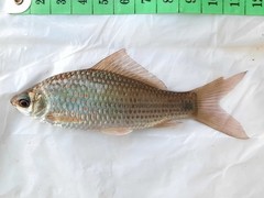Osteochilus vittatus