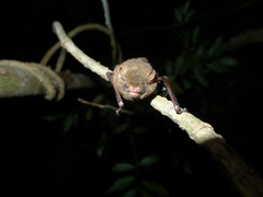 Glauconycteris beatrix